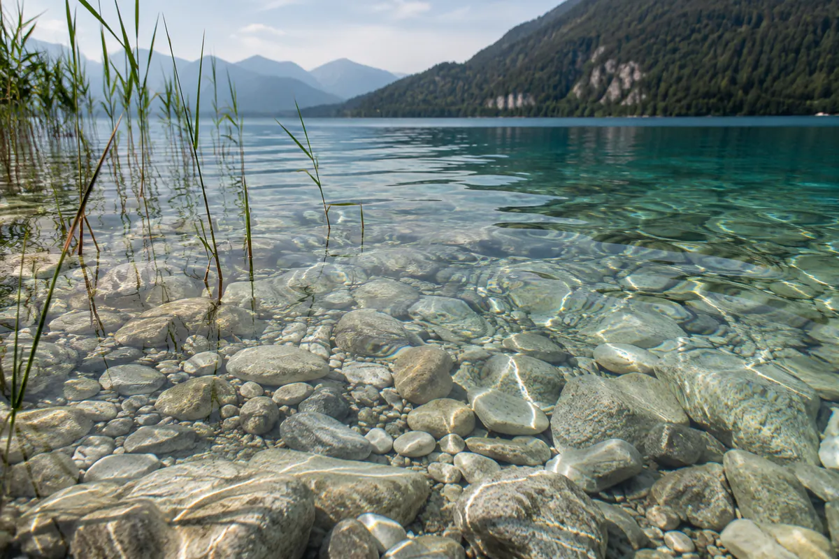Klares Seewasser über Kiesgrund mit Schilfhalmen am Ufer