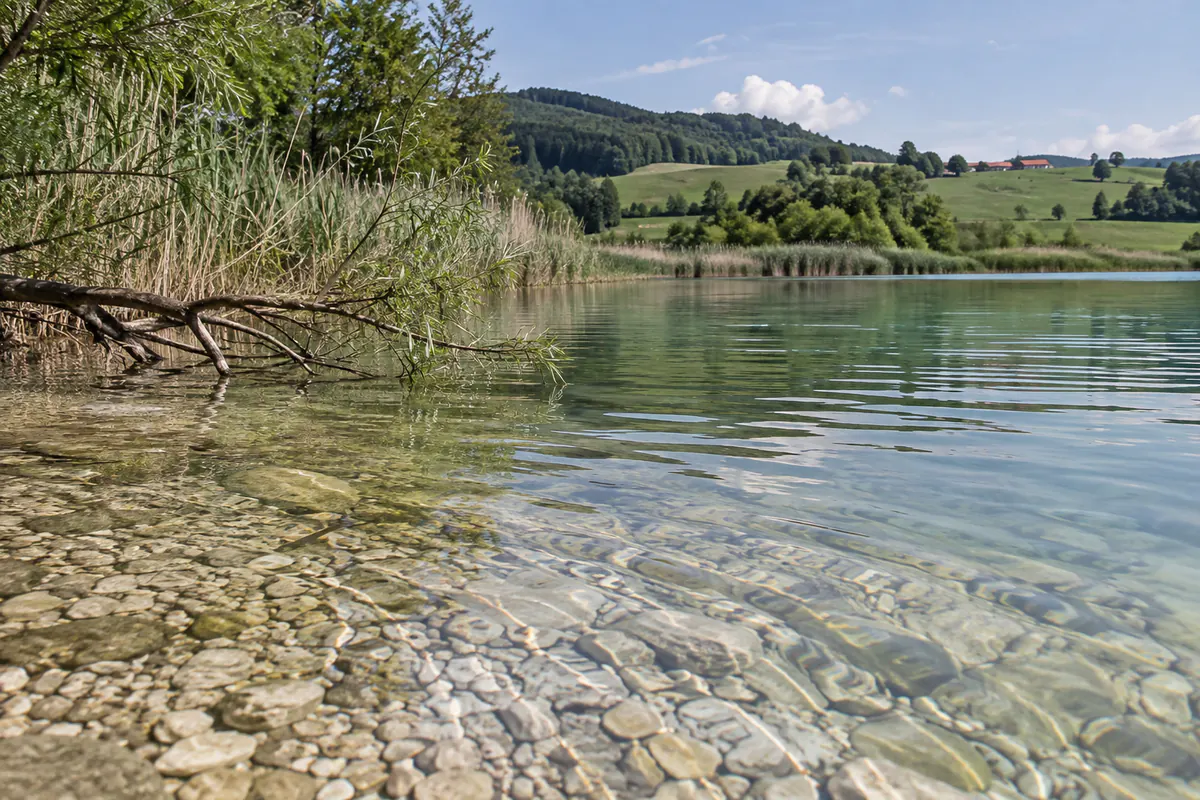 Rive d’un lac aux eaux claires, roseaux et fond de galets