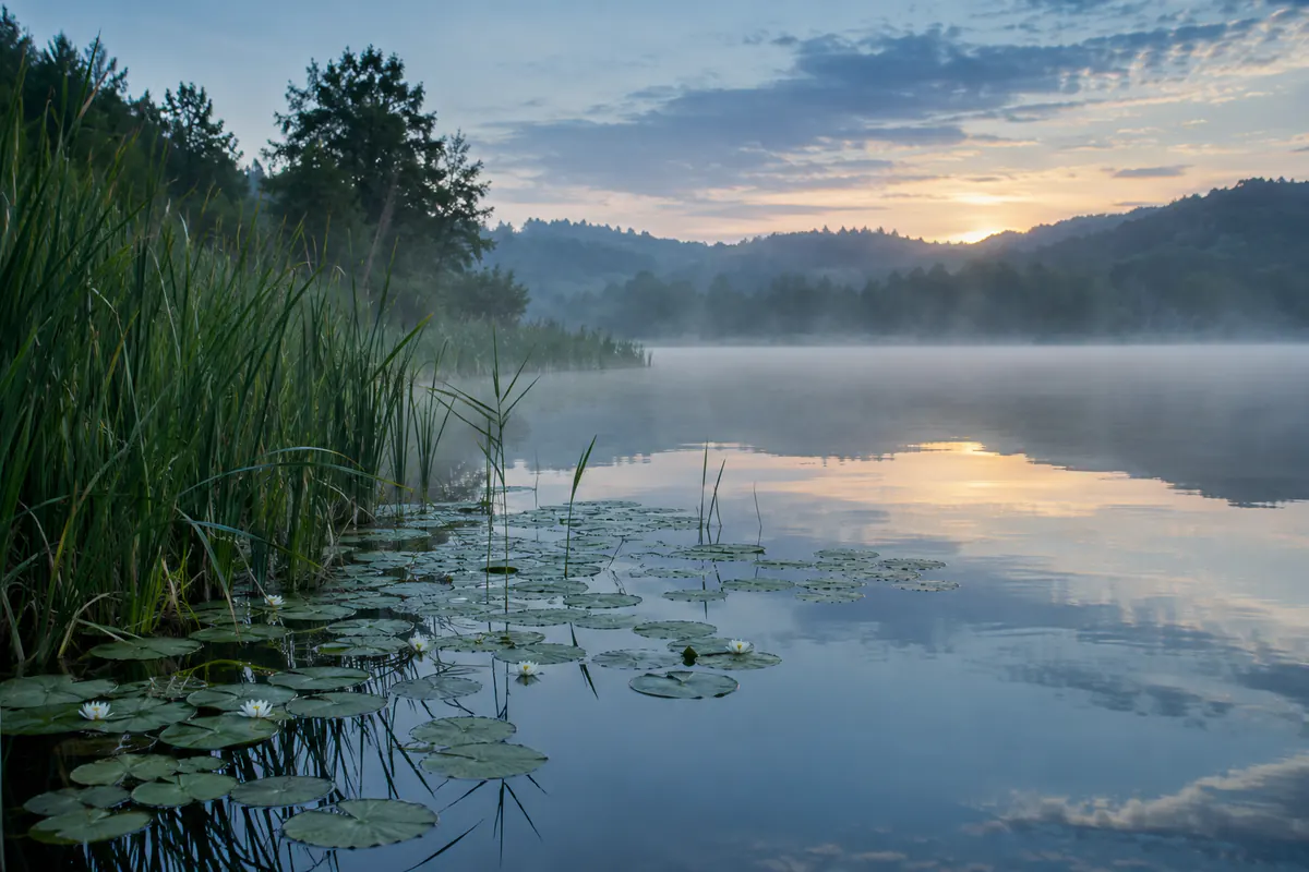 Lac dans la brume matinale, roseaux et nénuphars