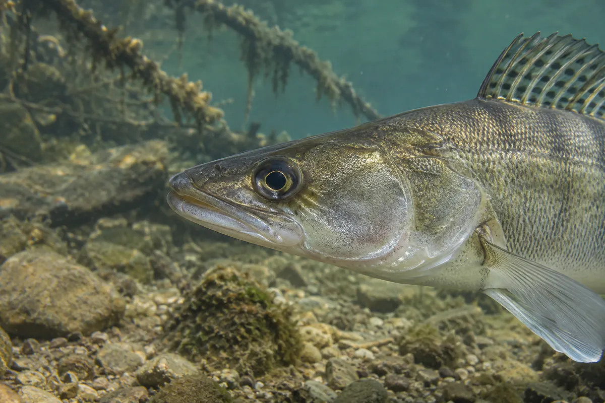Kopf eines Zanders unter Wasser in Nahaufnahme
