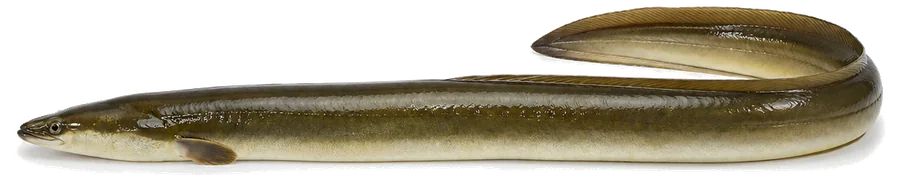 Aal (Anguilla anguilla), Seitenansicht