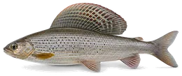 Äsche (Thymallus thymallus), Seitenansicht