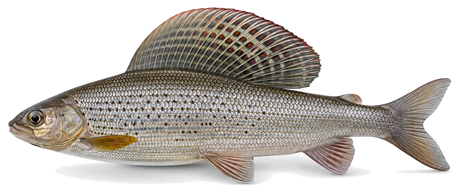 Äsche (Thymallus thymallus), Seitenansicht