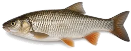 Alet (Squalius cephalus), Seitenansicht