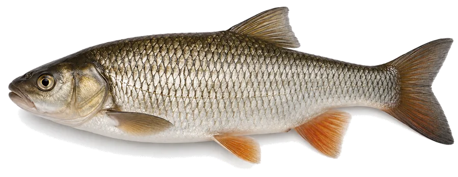 Alet (Squalius cephalus), Seitenansicht