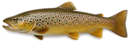 Bachforelle (Salmo trutta fario), Seitenansicht