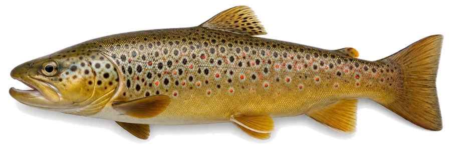 Bachforelle (Salmo trutta fario), Seitenansicht