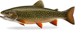 Bachsaibling (Salvelinus fontinalis), Seitenansicht