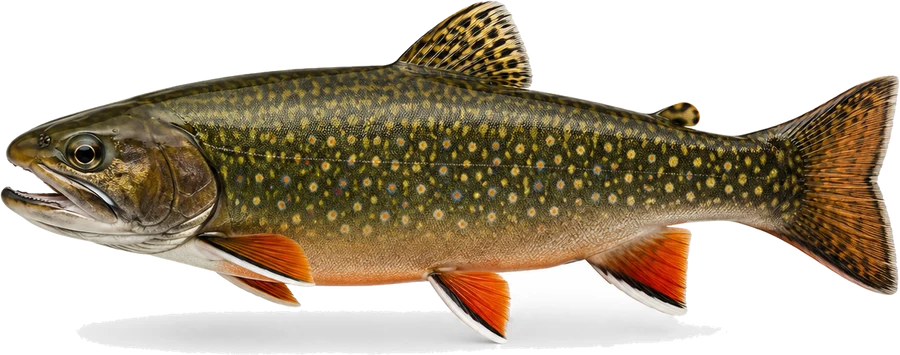 Bachsaibling (Salvelinus fontinalis), Seitenansicht