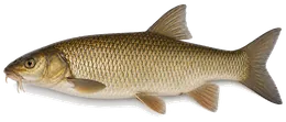Barbe (Barbus barbus), Seitenansicht