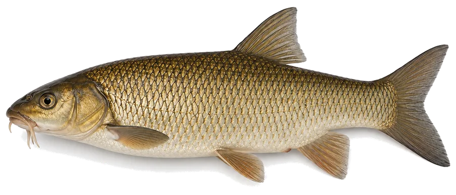 Barbe (Barbus barbus), Seitenansicht