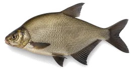 Brachsme (Abramis brama), Seitenansicht