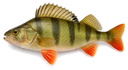 Egli (Perca fluviatilis), Seitenansicht