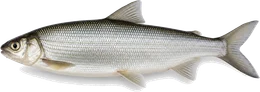 Felchen (Coregonus spp.), Seitenansicht