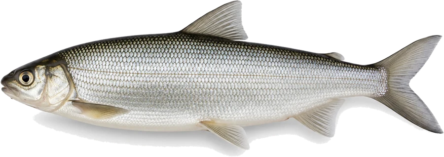 Felchen (Coregonus spp.), Seitenansicht