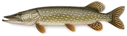 Hecht (Esox lucius), Seitenansicht