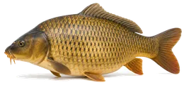 Karpfen (Cyprinus carpio), Seitenansicht
