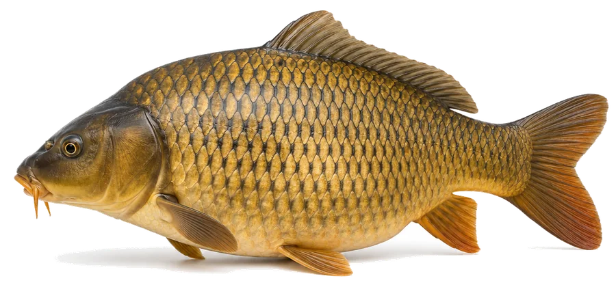 Karpfen (Cyprinus carpio), Seitenansicht