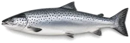 Lachs (Salmo salar), Seitenansicht