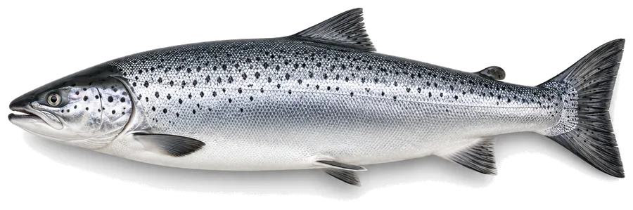 Lachs (Salmo salar), Seitenansicht