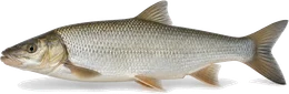 Nase (Chondrostoma nasus), Seitenansicht