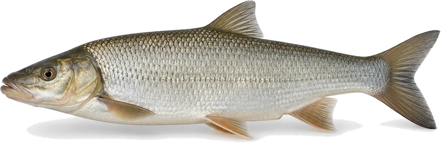 Nase (Chondrostoma nasus), Seitenansicht