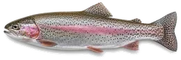 Regenbogenforelle (Oncorhynchus mykiss), Seitenansicht