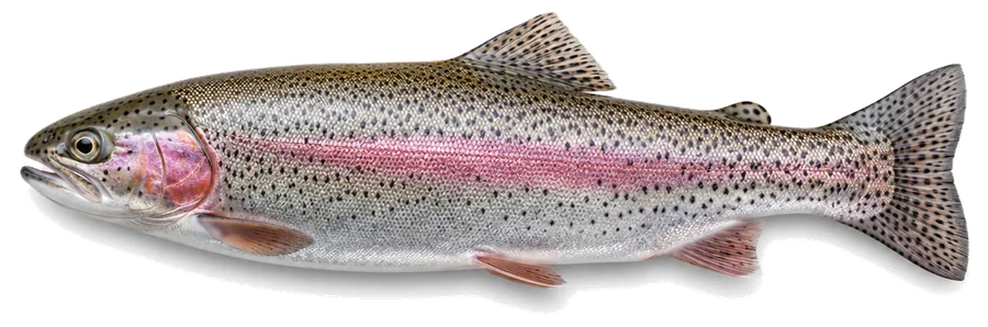 Regenbogenforelle (Oncorhynchus mykiss), Seitenansicht