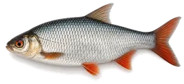 Rotauge (Rutilus rutilus), Seitenansicht