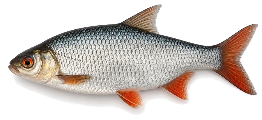 Rotauge (Rutilus rutilus), Seitenansicht
