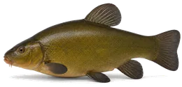 Schleie (Tinca tinca), Seitenansicht