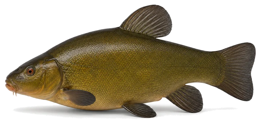 Schleie (Tinca tinca), Seitenansicht