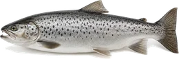 Seeforelle (Salmo trutta lacustris), Seitenansicht