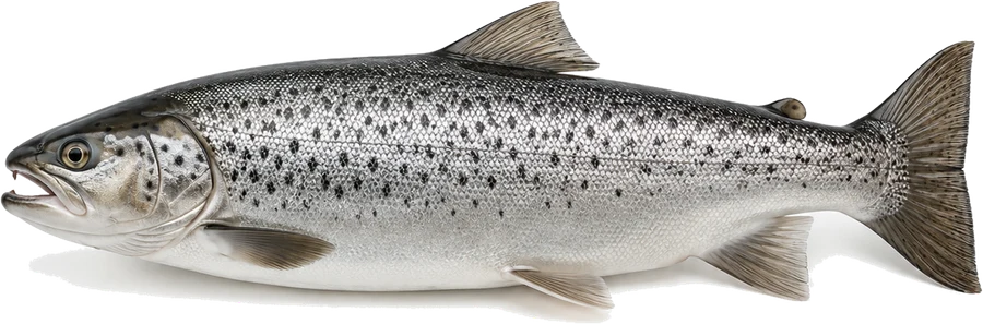 Seeforelle (Salmo trutta lacustris), Seitenansicht