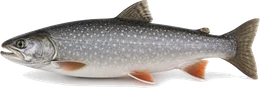 Seesaibling (Salvelinus umbla), Seitenansicht