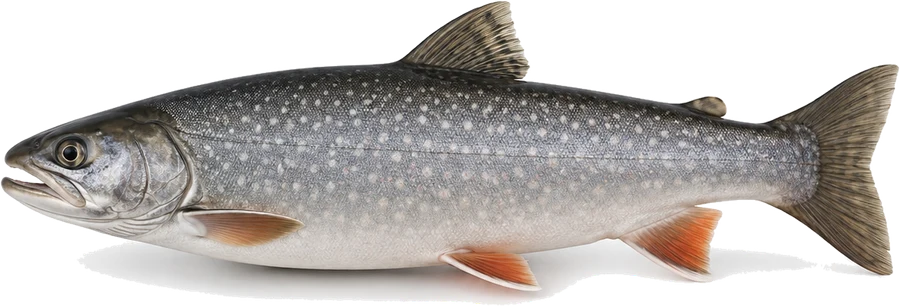 Seesaibling (Salvelinus umbla), Seitenansicht