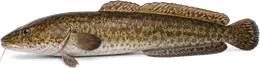 Trüsche (Lota lota), Seitenansicht