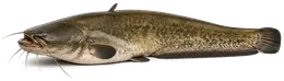 Wels (Silurus glanis), Seitenansicht