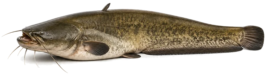 Wels (Silurus glanis), Seitenansicht