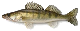 Zander (Sander lucioperca), Seitenansicht