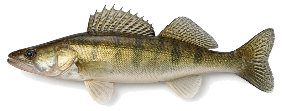 Zander (Sander lucioperca), Seitenansicht