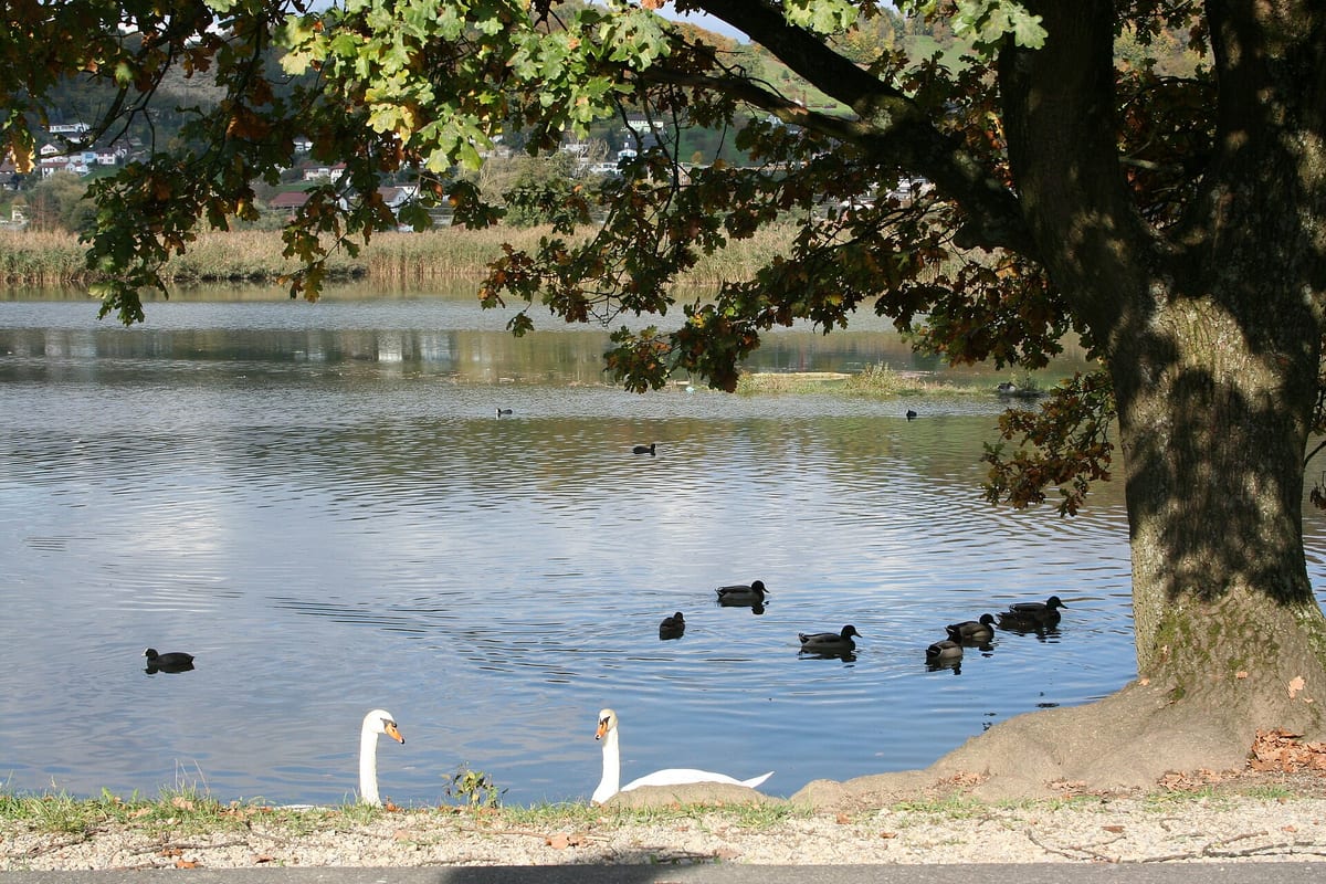 Klingnauer Stausee — See