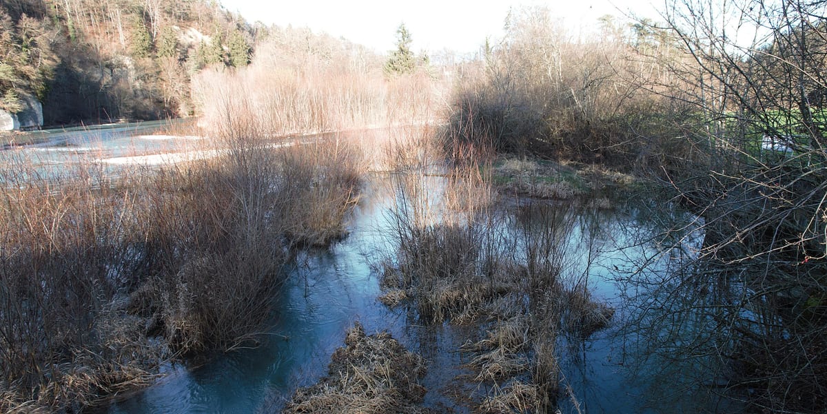 Saane — Fluss